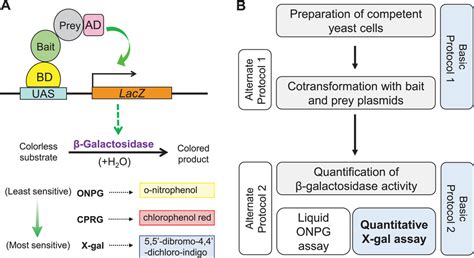 beta galactosidase assay|A Simple Quantitative Assay for Measuring β‐Galactosidase .